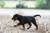 BEAUCERON - PUPPIES 145